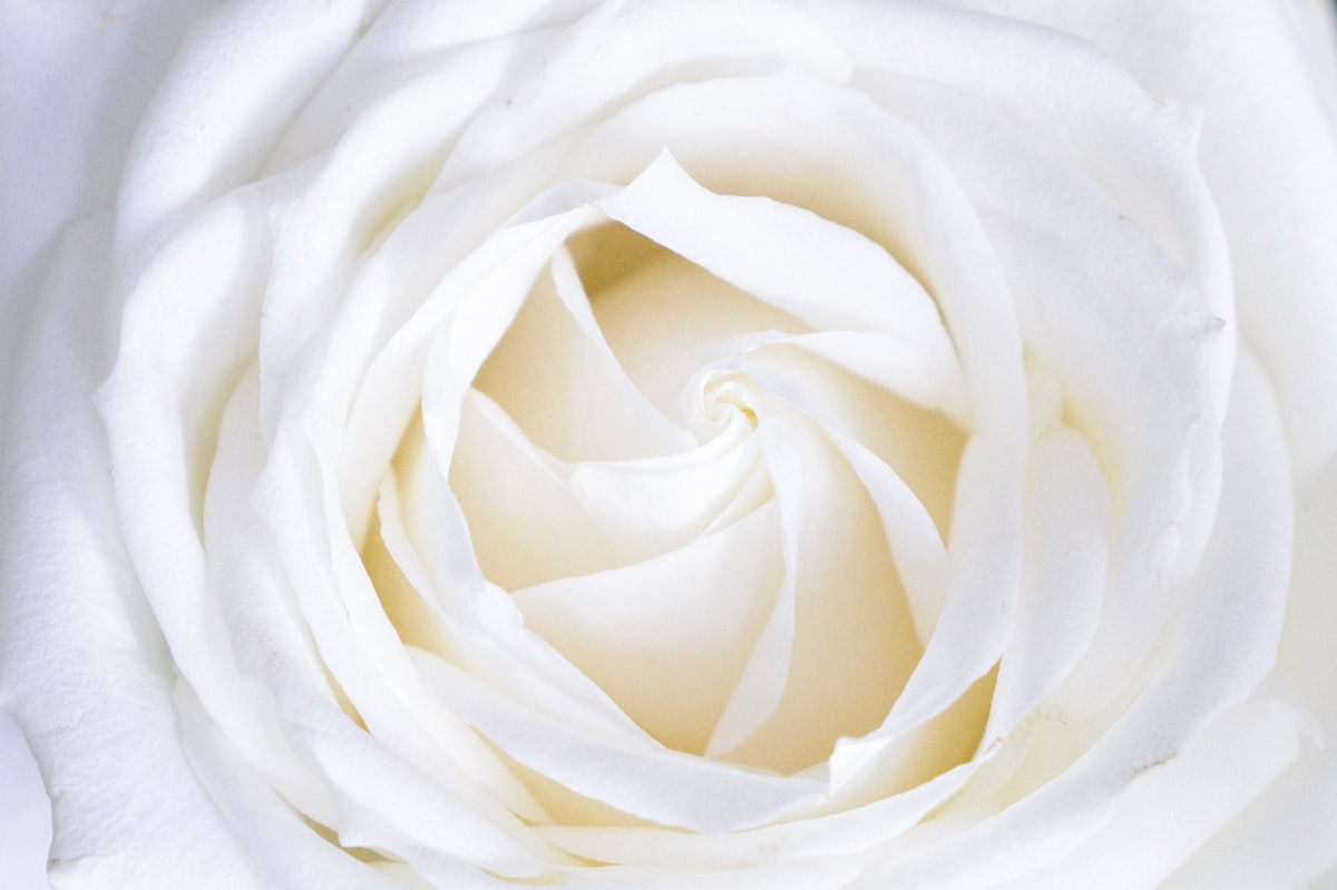 Fresh Rose Bouquet