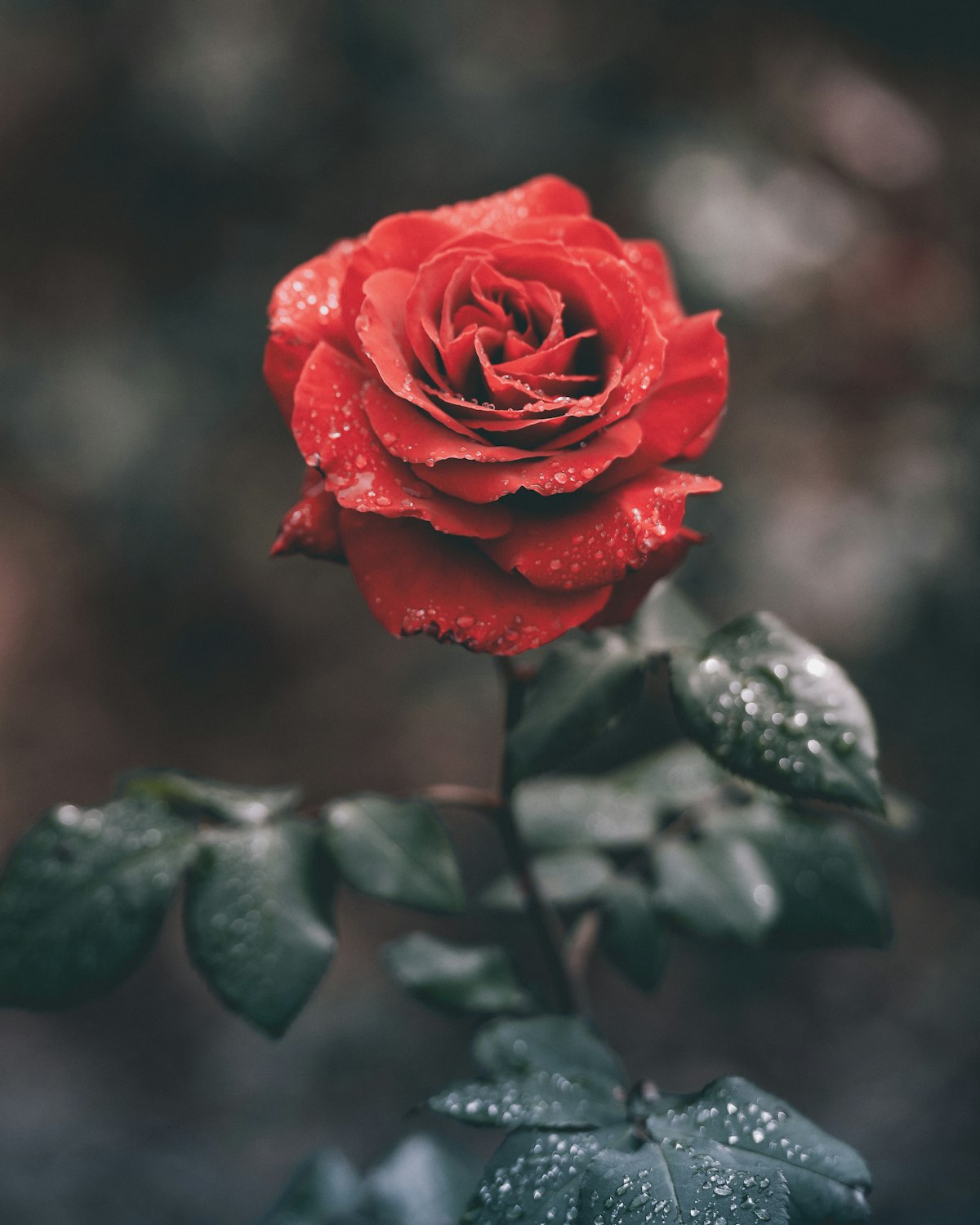 12 red roses wrapped bouquet