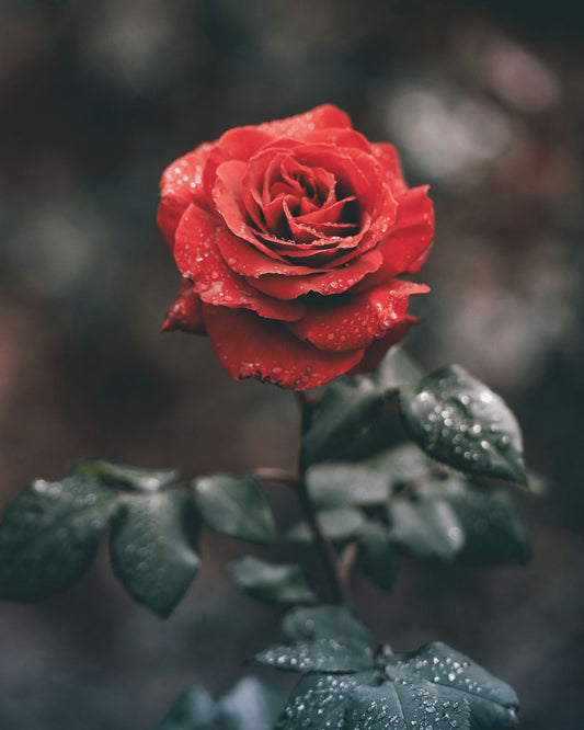 12 red roses wrapped bouquet